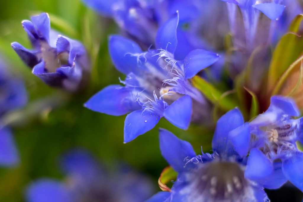 A sample image to illustrate how you talk about your image. Blue flowers on green background at Edinburgh's Botanical Gardens. Shallow depth of field.