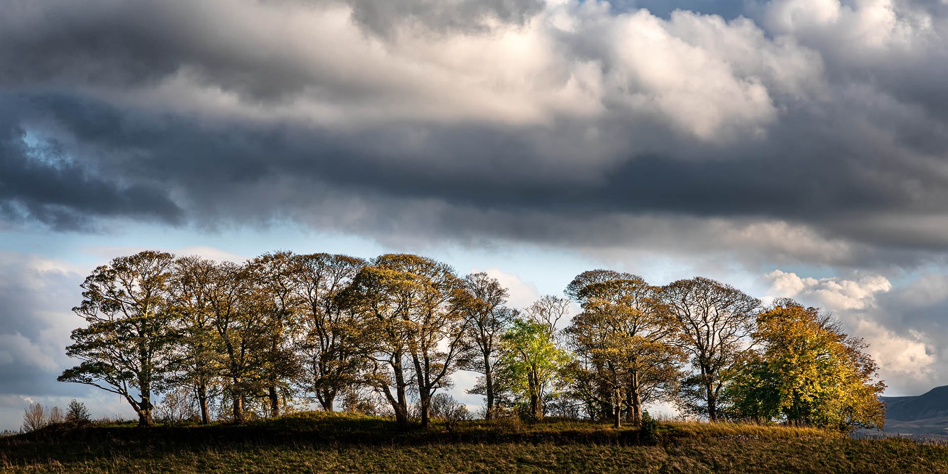 Norman Dodds - Cammo Landscape
