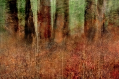 Humbie Woods Humbie Woods