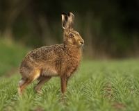 Brown Hare Brown Hare