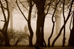 Twisted Trees Twisted Trees