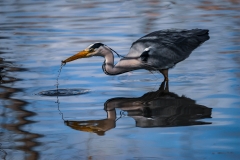 Lochend Heron Lochend Heron