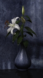 Lily in blue vase Lily in blue vase