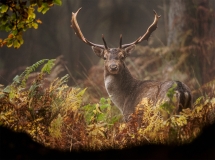 Fallow Deer Fallow Deer