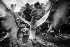 Feeding the Pigeons Feeding the Pigeons