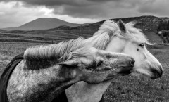 Harris Horses Harris Horses