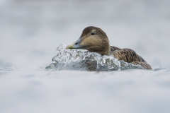 Female Eider Female Eider
