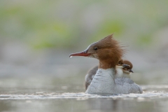 Goosander and Chicks Goosander and Chicks