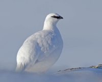 Ptarmigan Ptarmigan