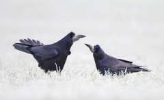 Rook Courtship Rook Courtship