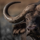 Cape Buffalo, Lewa Conservancy, Kenya Cape Buffalo, Lewa Conservancy, Kenya