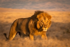 Golden Hour, Lewa Conservancy, Kenya Golden Hour, Lewa Conservancy, Kenya