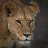 Lioness Portrait, Ndutu, Tanzania Lioness Portrait, Ndutu, Tanzania