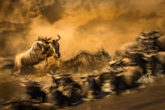 Migration Crossing, Maasai Mara, Kenya Migration Crossing, Maasai Mara, Kenya