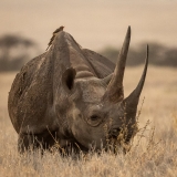 Rhino, Sonya, Lewa Conservancy, Kenya Rhino, Sonya, Lewa Conservancy, Kenya
