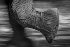 Walking with Elephants, Mana Pools, Zimbabwe Walking with Elephants, Mana Pools, Zimbabwe