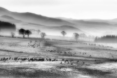 Early morning Cheviots Early morning Cheviots