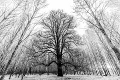 The Big Tree The Big Tree