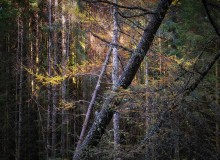 Plantation light Plantation light