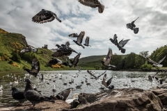 St Anthonys Chapel Ruins with Birds St Anthonys Chapel Ruins with Birds