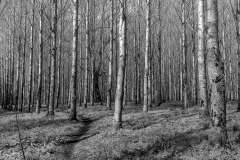 Trees, Maxton, no. 2 Trees, Maxton, no. 2